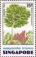 Cabbage tree