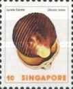Lyrate Cockle (Discors lyrata)