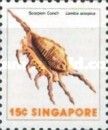 Scorpion Spider Conch (Lambis scorpius)