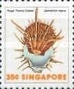 Regal Thorny Oyster (Spondylus regius)