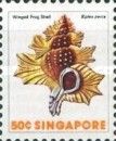 Winged Frog Shell (Biplex perca)