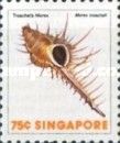 Troschel's Murex (Murex troscheli)