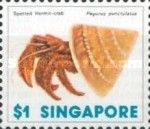 Spotted Hermit-crab (Pagurus punctulatus)