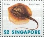 Sharpnose Stingray (Dasyatis zugei)