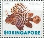 Red Lionfish (Pterois volitans)