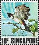 Red-whiskered Bulbul (Pycnonotus jocosus)