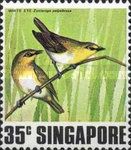 Indian White-eye (Zosterops palpebrosus)