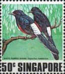 White-rumped Shama (Copsychus malabaricus)