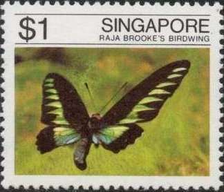 Rajah Brooke's Birdwing (Trogonoptera brookiana)