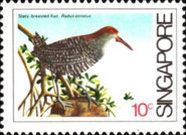 Slaty-breasted Rail (Rallus striatus)