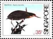 Black Bittern (Dupetor flavicollis)