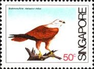 Brahminy Kite (Haliastur indus)