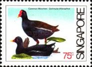 Common Moorhen (Gallinula chloropus)