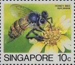 Asiatic Honey Bee (Apis cerana javana)