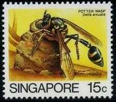 Potter Wasp (Delta arcuata)