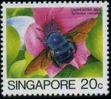 Blue Carpenter Bee (Xylocopa caerulea)