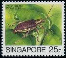 Water Beetle (Donacia javana)