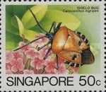 Shield Bug (Catacanthus nigripes)