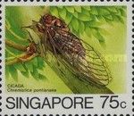 Cicada (Chremistica pontianaka)