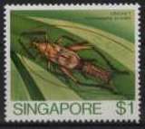 Cricket (Homoeoxipha lycoides)
