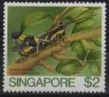 Grasshopper (Traulia azureipennis)