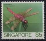 Dragonfly (Trithemis aurora)