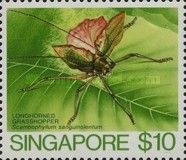 Longhorned Grasshopper (Scambophyllum sanguinolentum)