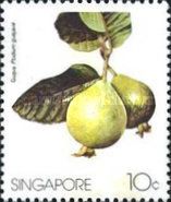 Guava (Psidium guajava)