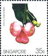Jambu Air (Eugenia aquea)