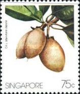 Ciku (Manilkara zapota)