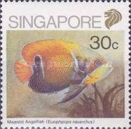 Majestic Angelfish (Euxiphipops navarchus)