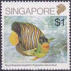 Royal Empress Angelfish