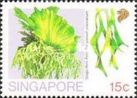 Stag’s Horn Fern