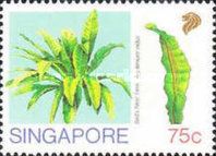 Bird’s-nest Fern