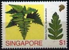 Rabbit’s-foot Fern