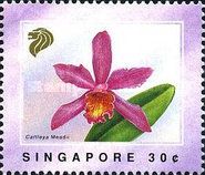 Cattleya meadii