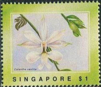 Calanthe vestita