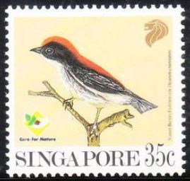 Scarlet-backed Flowerpecker (Dicaeum cruentatum)