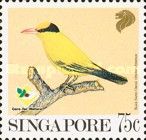 Black-naped Oriole (Oriolus chinensis)