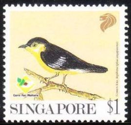 Common Iora (Aegithina tiphia ssp. singapurensis)