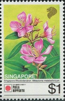 Singapore Rhododendron (Melastoma malabathricum)