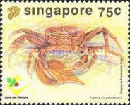 Singapore Freshwater Crab (Johora singaporensis)