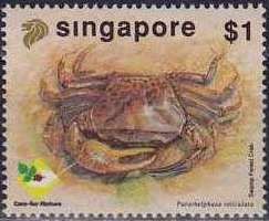Swap Forest Crab (Parathelphusa reticulata)