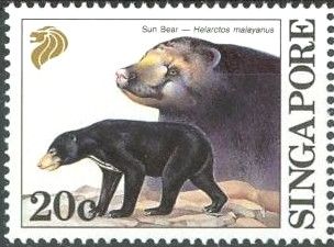 Sun Bear (Helarctos malayanus)