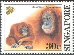 Bornean Orangutan (Pongo pygmaeus)