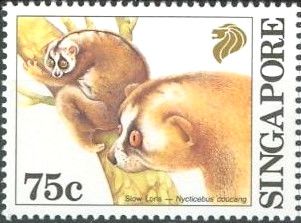 Sunda Slow Loris (Nycticebus coucang)