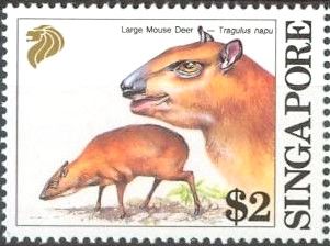 Large Mouse Deer (Tragulus napu)
