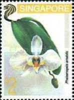 Phalaenopsis amabilis