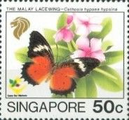 Malay Lacewing (Cethosia hypsea hypsina)