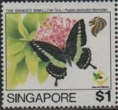 Banded Swallowtail (Papilio demolion demolion)
